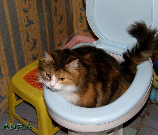 Слабительное для кошек: инструкция по лечению запора у кошки в домашних условиях