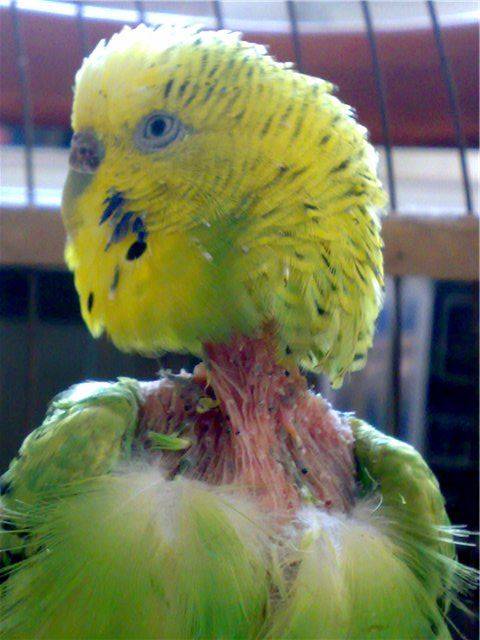 Блохи у попугаев - как вывести в домашних условиях
