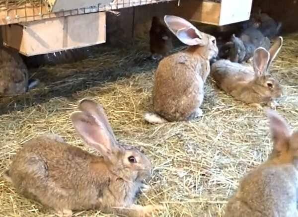 Почему крольчиха разбрасывает крольчат из гнезда сразу после окрола