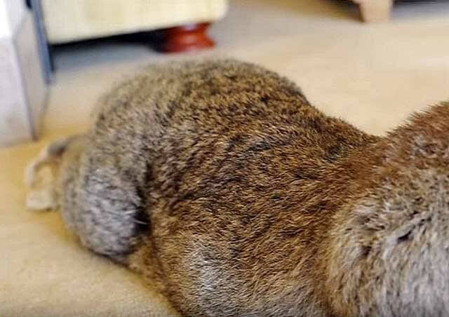 У кролика отказали задние лапы: причины и методы лечения, профилактика