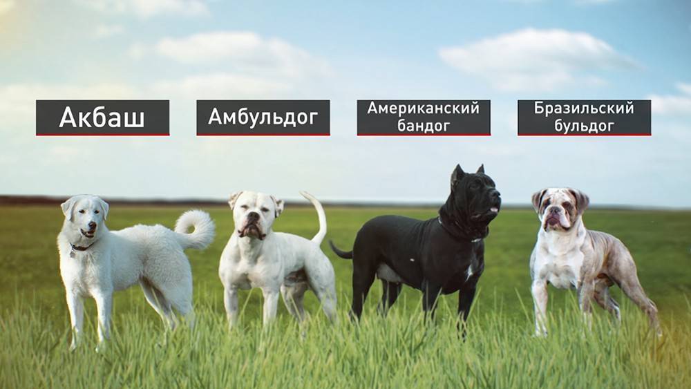 Список опасных пород собак в россии 2019 года: мвд составило перечень 69 потенциально опасных животных
