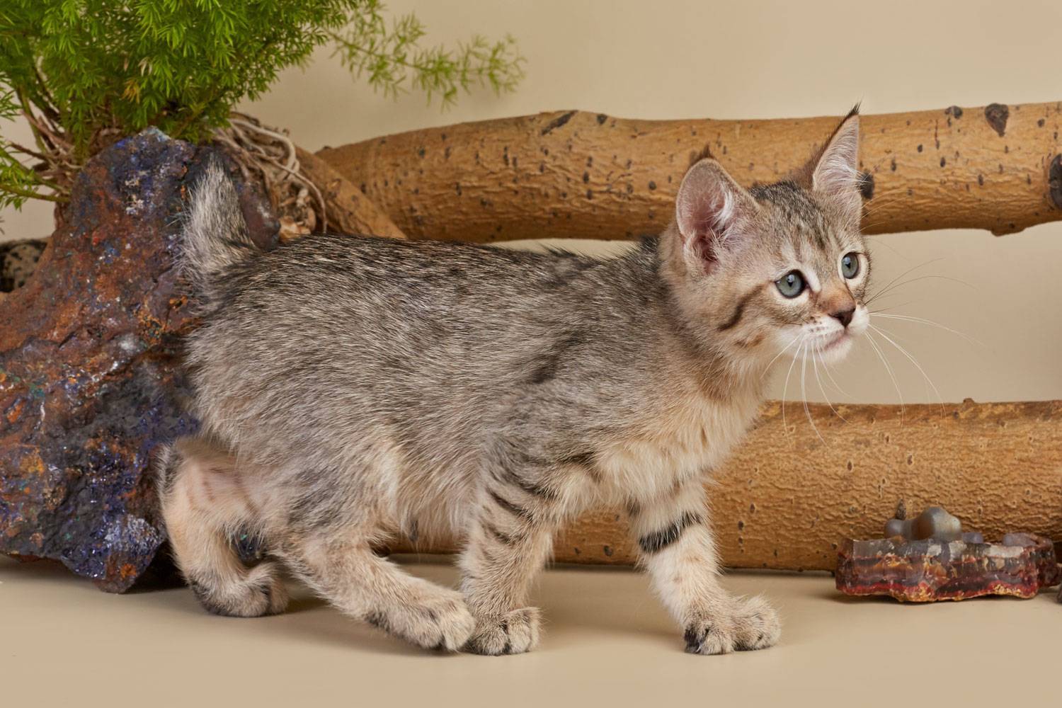 Пиксибоб – порода кошек, фото, осписание, характер, котята