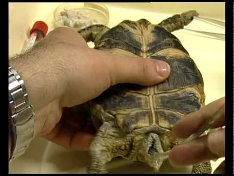 Что нужно для домашней черепахи
