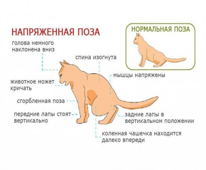 Зачем кошке нужен хвост, для чего она его использует, каково его строение и можно ли без него обходиться?