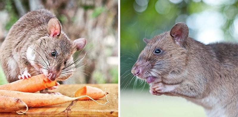 Крыса дамбо. описание, особенности, виды, уход и цена крысы дамбо