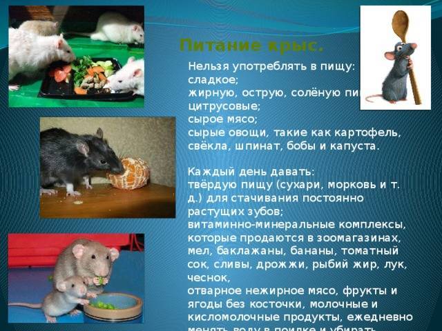 Что ест крыса домашняя декоративная: чем кормить в домашних условиях