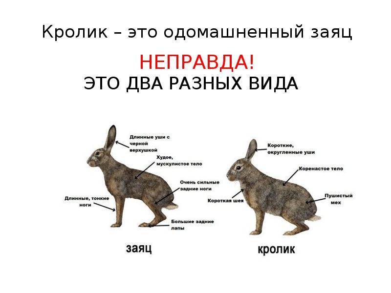 Отличие зайца от кролика. Внешнее строение зайца. Внешние отличия зайца от кролика. Внешние отличия зайца от кролика по внешним признакам.