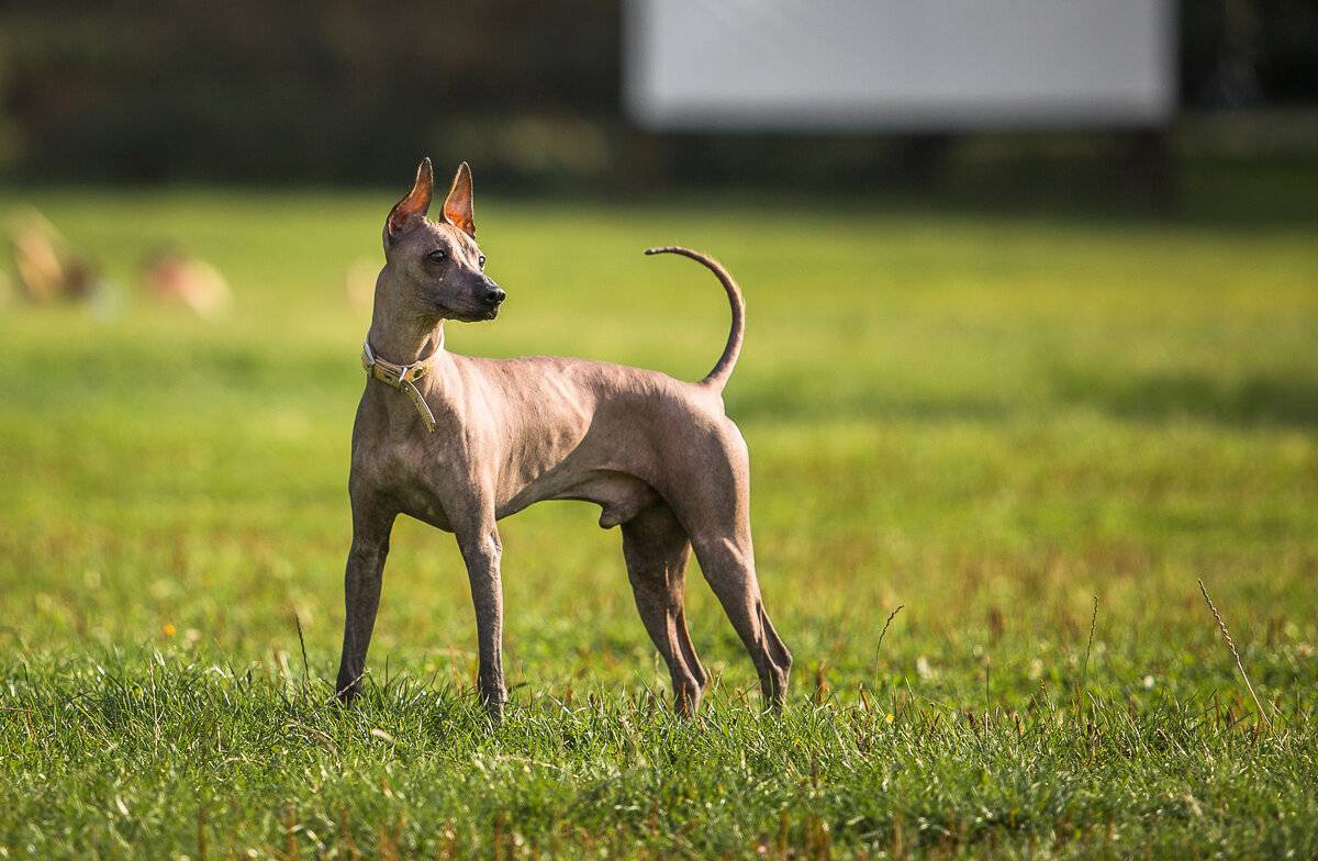 Мексиканская лысая собака породы ксолоитцкуинтли: стандарт, описание, внешность