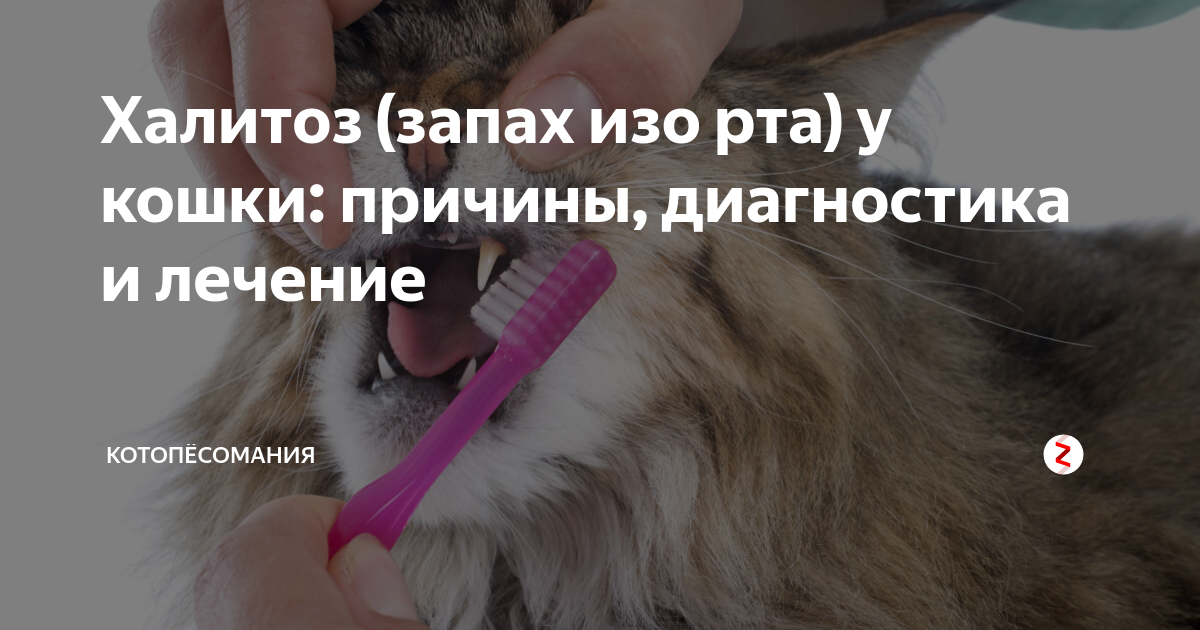11 причин, почему у кошки пахнет изо рта - kotiko.ru