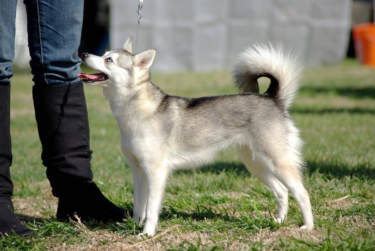 Аляскинский кли кай собака. описание, особенности, цена, уход и содержание породы | живность.ру