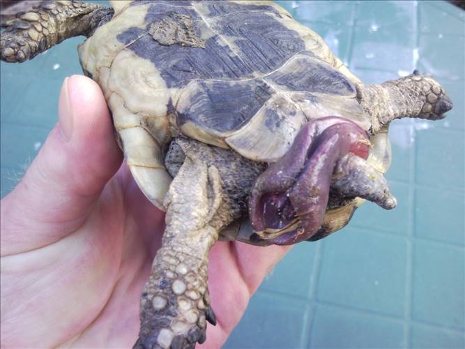 Как определить пол черепахи - советы от ветеринарной клиники питомец