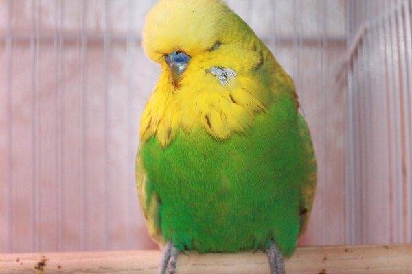 Почему попугай постоянно выщипывает себе перья и как это предотвратить