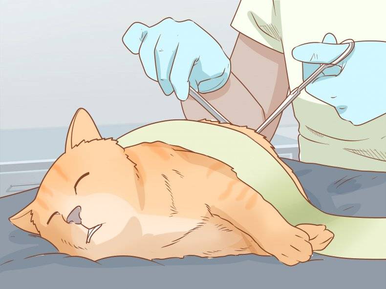 Абсцесс у кошек: на щеке, на холке, на конечностях; как лечить, можно ли вскрыть в домашних условиях, осложнения и опасности