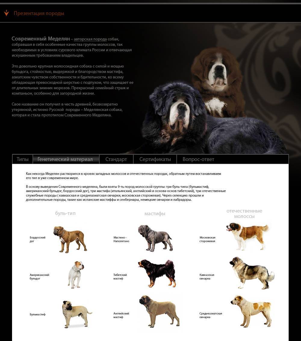 Ландсир, описание и характеристика породы собак