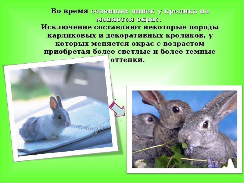 Что человек получает от кролика. Рассматривание кролика. Сходства и различия кроликов и Зайцев. Заяц и кролик отличия. Слайд про кроликов.