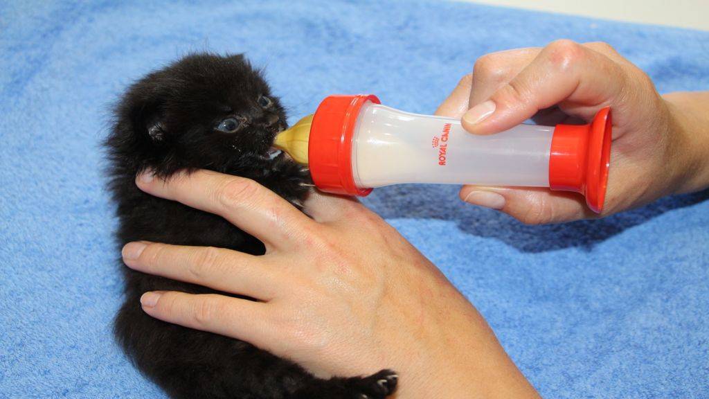 Замена кошачьего молока: особенности альтернативного кормления