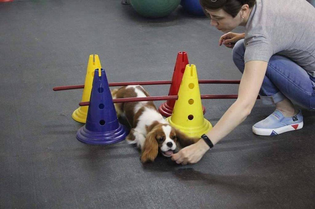 Трюки для собак: простые и забавные - hidogs.ru