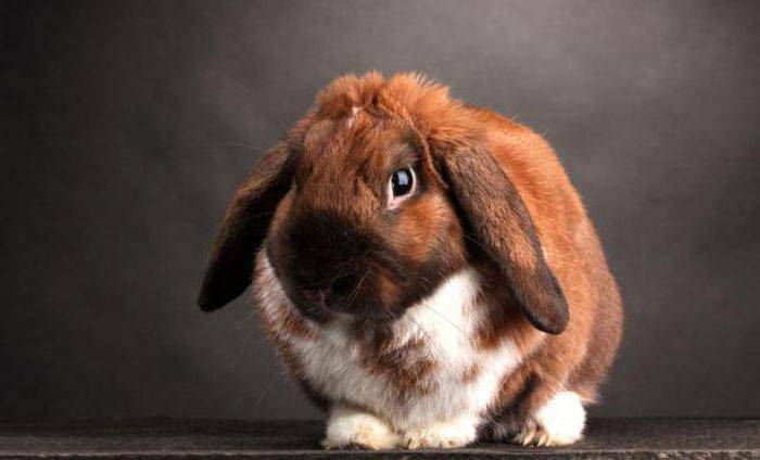 Вислоухий кролик баран - карликовые и мясные породы