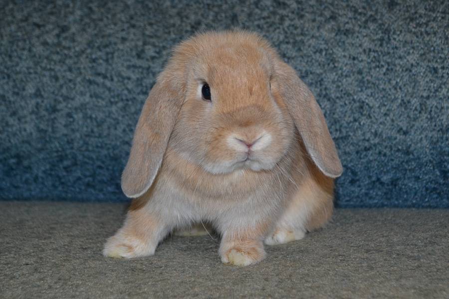 Кролики породы вислоухий баран: содержание и разведение