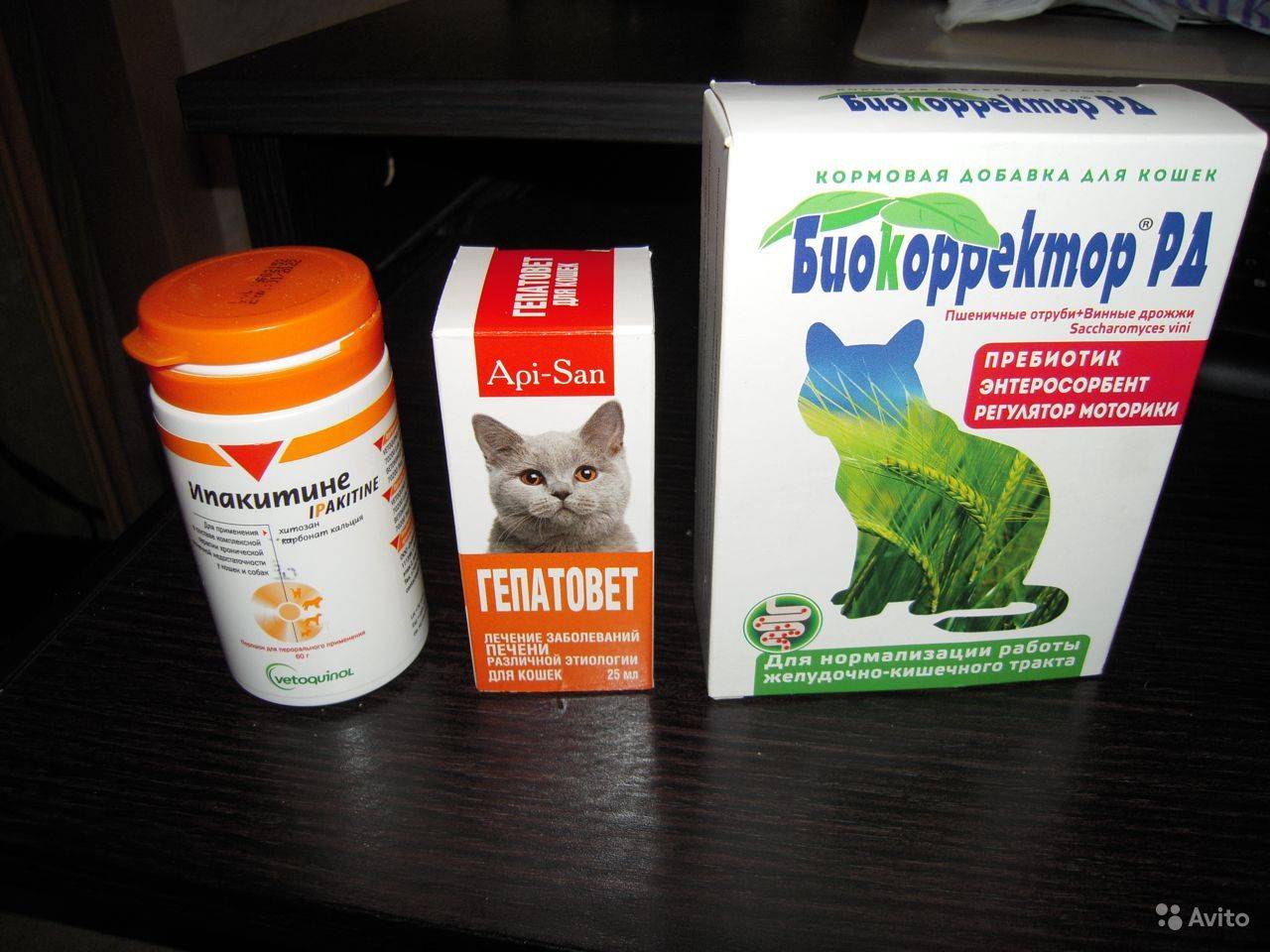 Ипакитине: лекарство для лечения почечной недостаточности у кошек