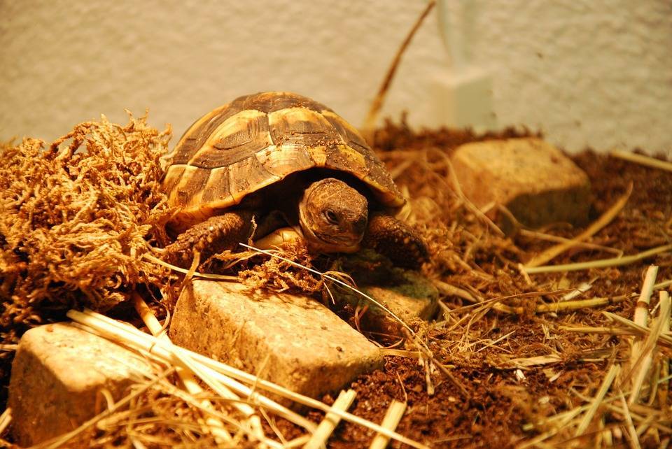 Как разбудить сухопутную черепаху