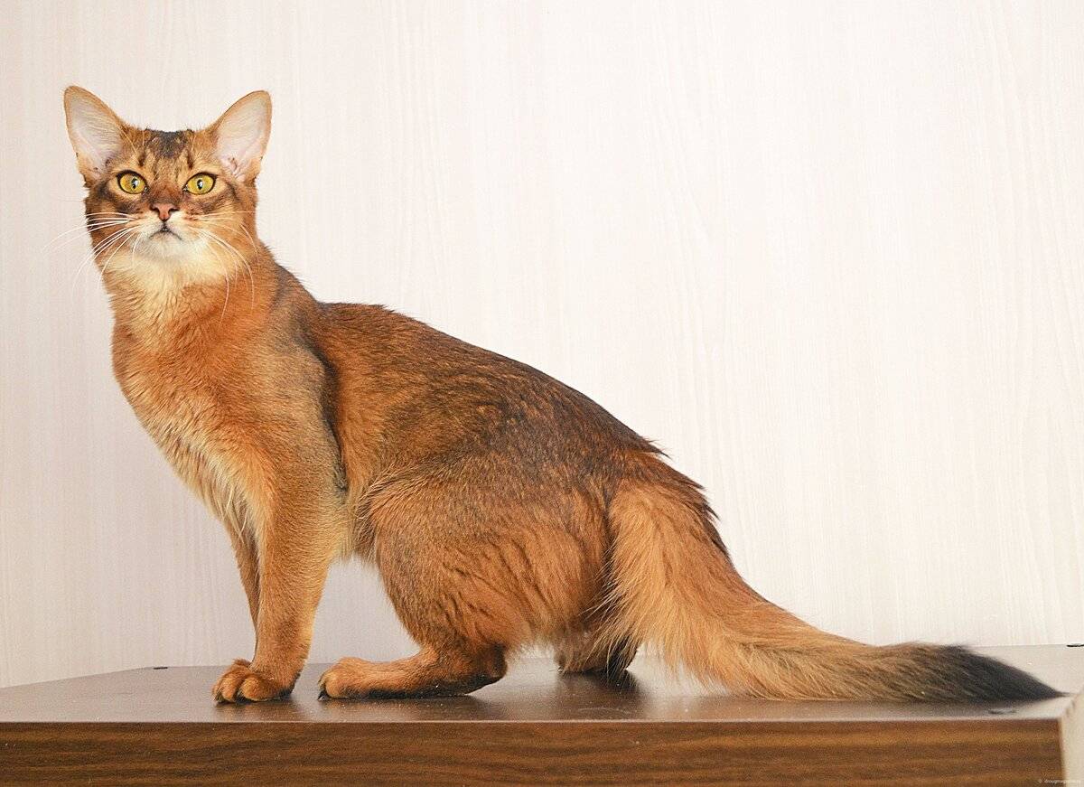 ᐉ сомалийская кошка - описание пород котов - ➡ motildazoo.ru