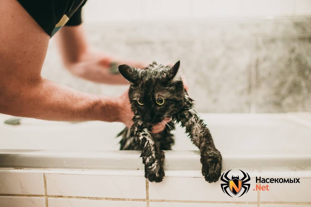 Дегтярное мыло мыть собаку, можно ли от блох