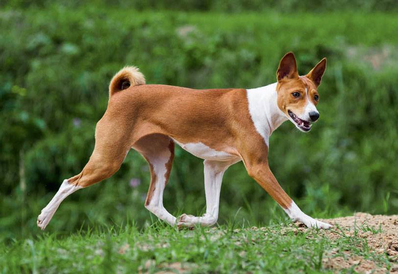 Африканская нелающая собака басенджи и ее особенности