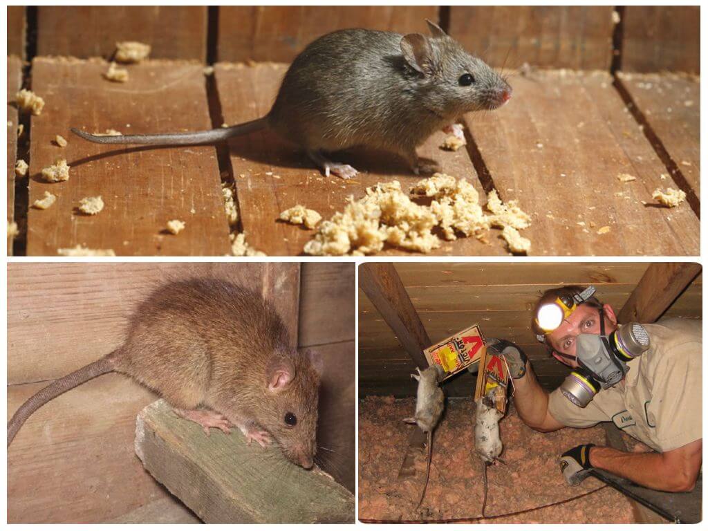 Часто задаваемые вопросы об уходе и содержании декоративных крыс