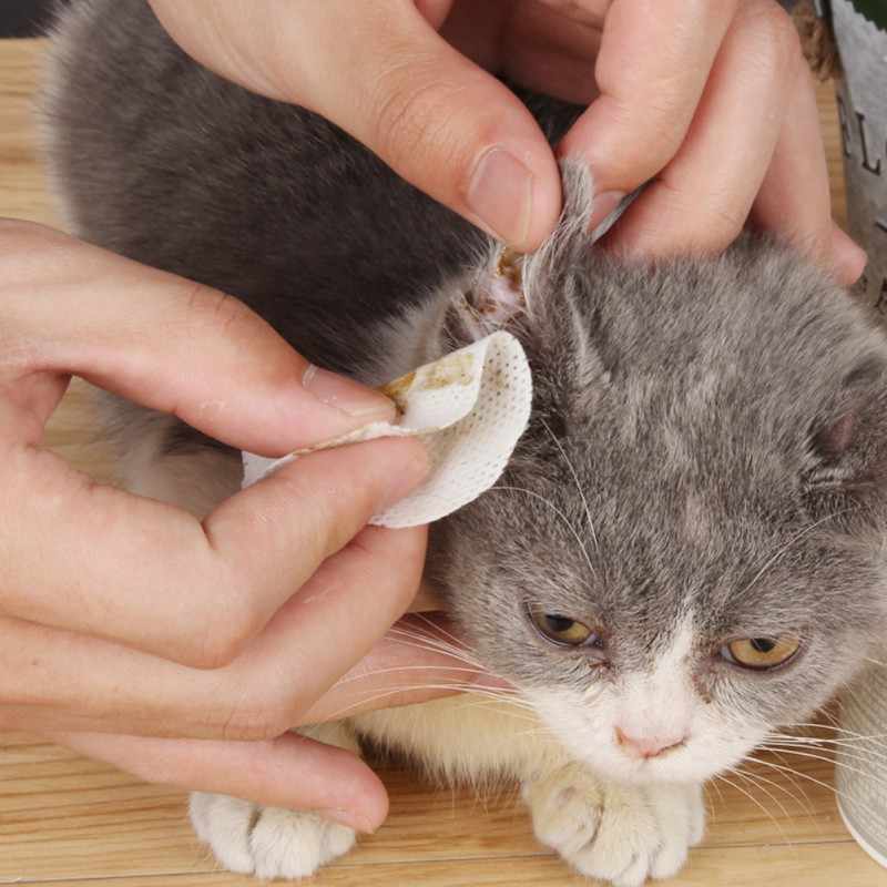 Как чистить уши кошке ???? в домашних условиях