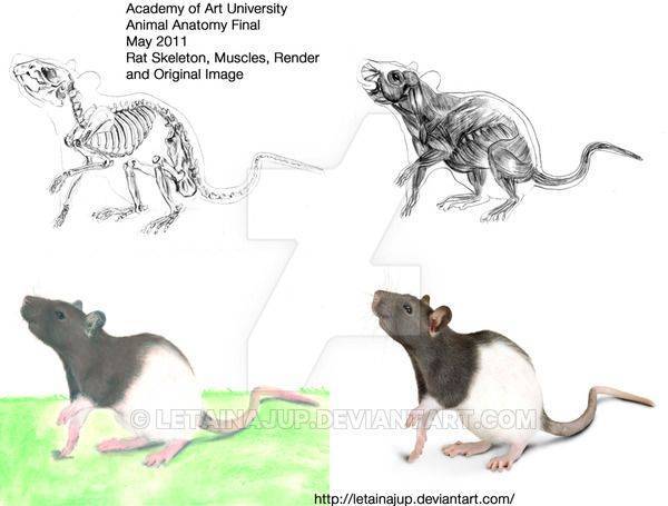 Строение скелета и тела джунгарского и сирийского хомяка, температура и отличие от мыши