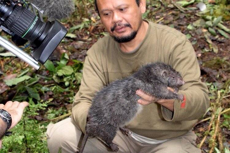 Самые большие крысы в мире: фотографии огромных представителей - экстремально - медиаплатформа миртесен