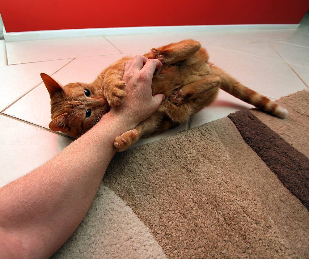 Почему кошка кусается когда ее гладишь: причины и как отучить