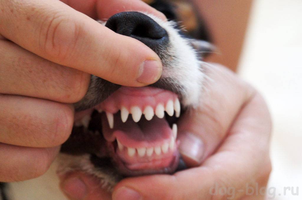 Сколько зубов должно быть у собаки