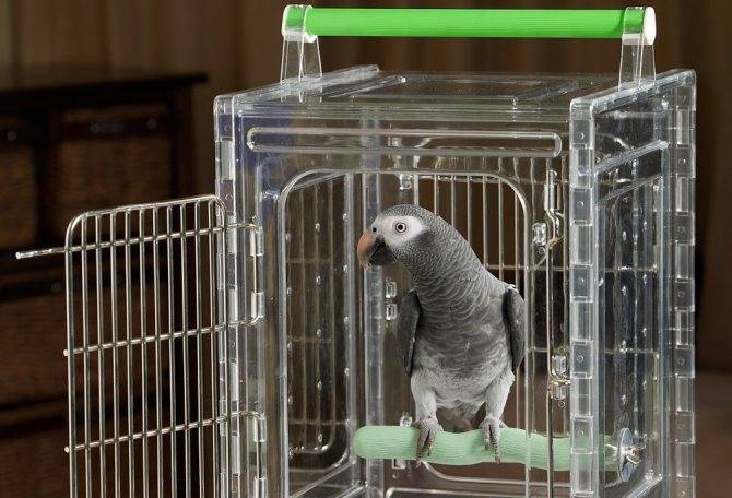 Как поймать попугая вылетевшего из клетки дома и на улице