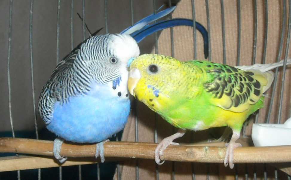 Как в домашних условиях происходит размножение волнистых попугаев?