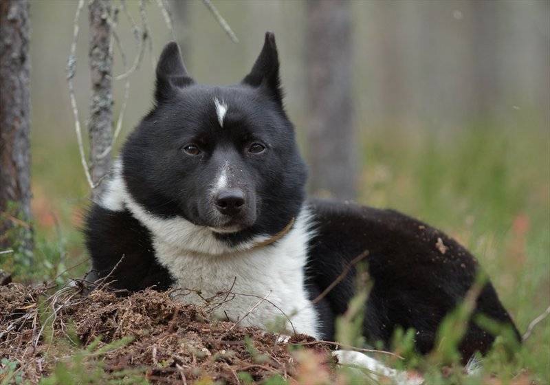 Русско-европейская лайка – фото, описание породы, характер, цена щенков