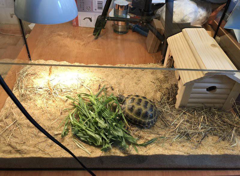 Кусаются ли черепахи: красноухие, водные и сухопутные