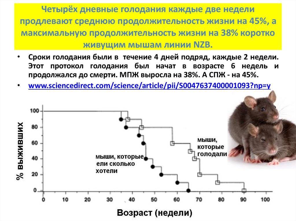 Продолжительность жизни мыши. Средняя Продолжительность жизни мышей. Средняя Продолжительность жизни крысы. Продолжительность жизни у мышей и крыс.