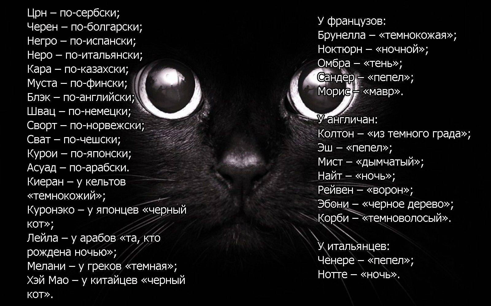 Как назвать черного кота: подбираем кличку по характеру и цвету- большой набор разнообразнейших кличек +видео
