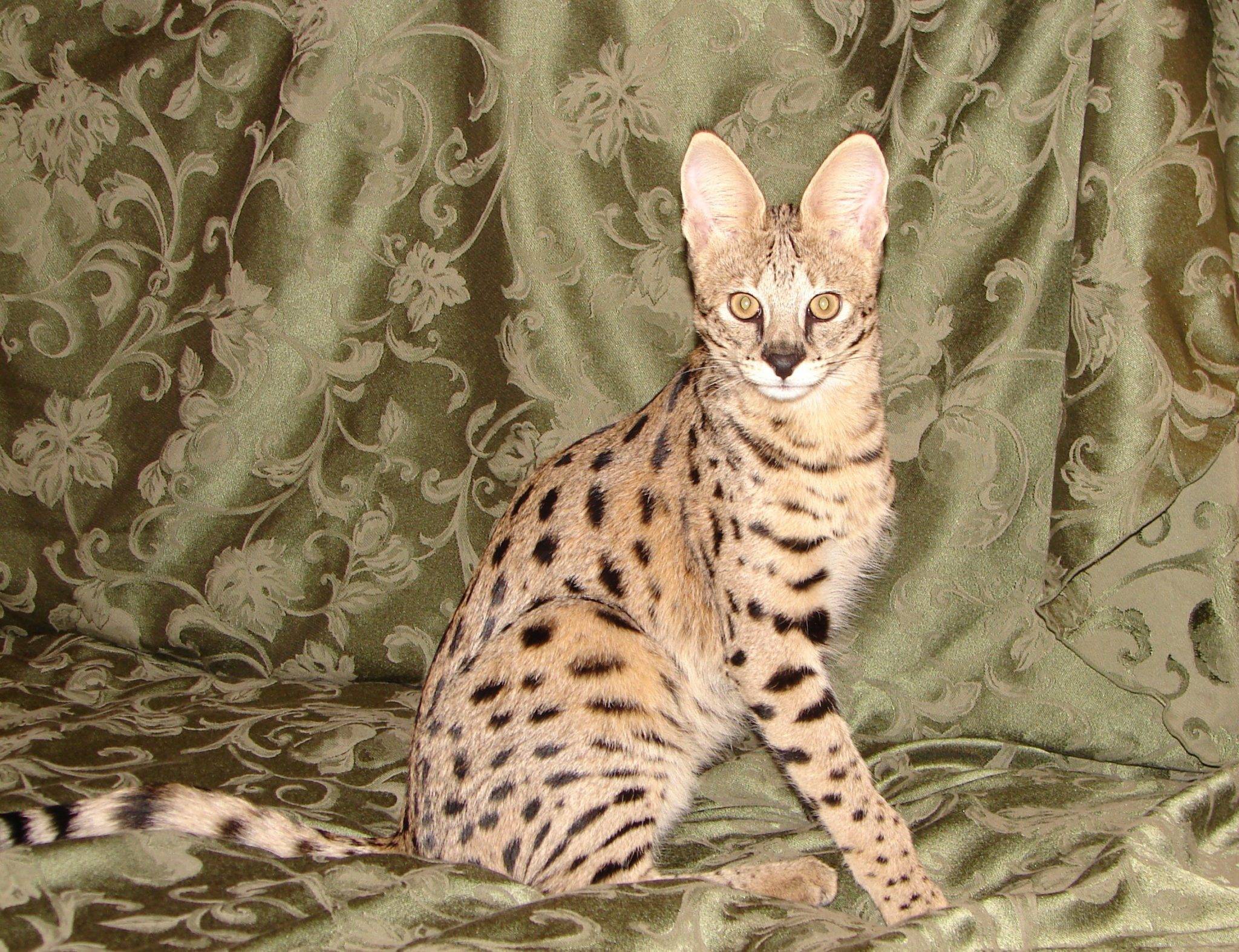 Кошки породы саванна: грациозный домашний хищник