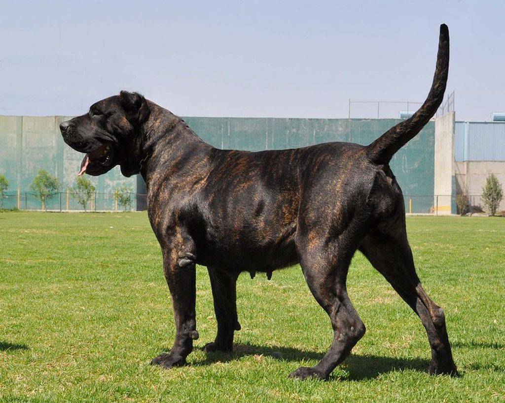 Доги порода собак: разновидности, как выглядит дог, описание с фото и названиями | petguru
