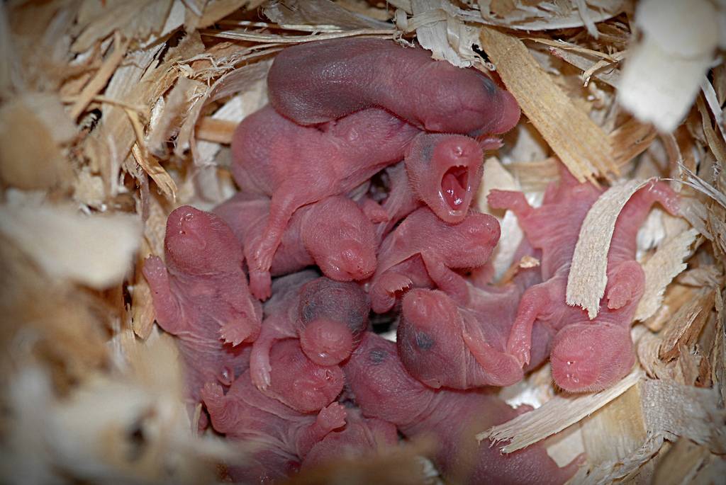 Маленькие хомячки (новорождённые детёныши хомяков): как ухаживать, чем кормить, когда можно отдавать