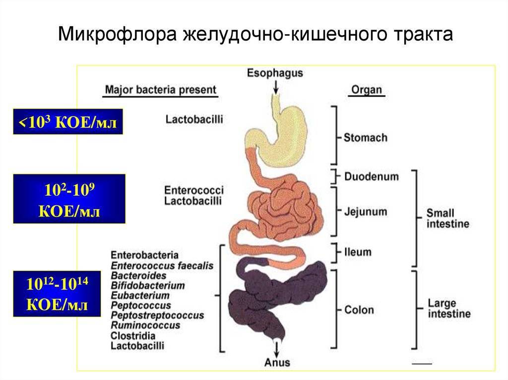 Взаимосвязь между болью в спине и заболеваниями жкт | стимбифид плюс