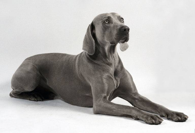 Веймаранер: все о собаке, фото, описание породы, характер, цена