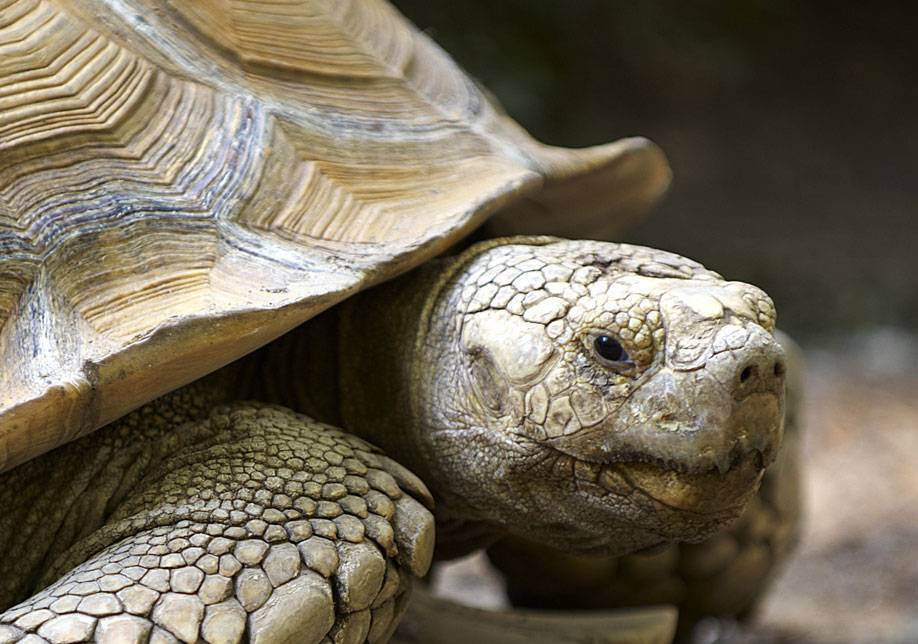 Как продлить жизнь черепахе в домашних условиях?