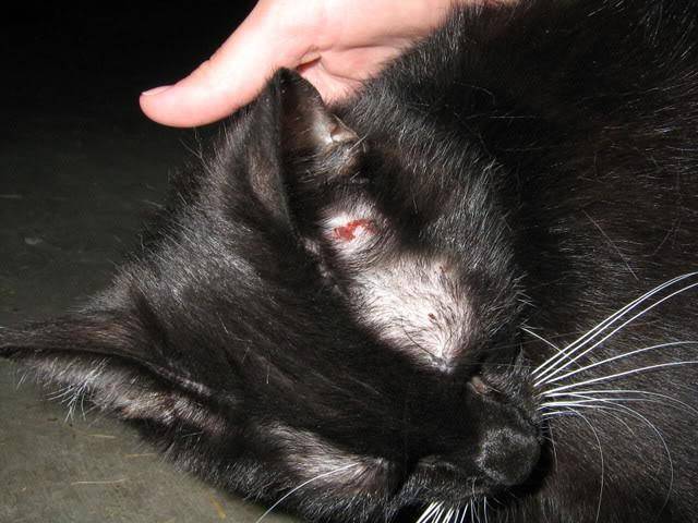 Стригущий лишай у кошек: признаки и фото, лечение болезни в домашних условиях
