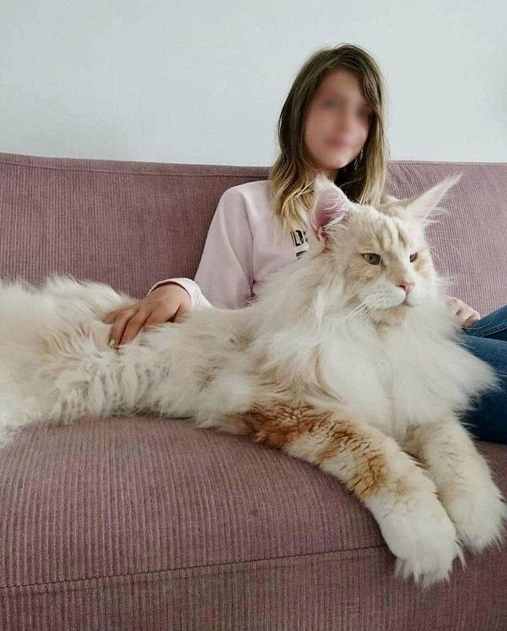 Самые большие в мире домашние кошки: обзор + фото ?