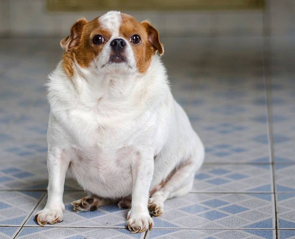 Ожирение у собаки: как определить и что делать? (диета + лечение)
