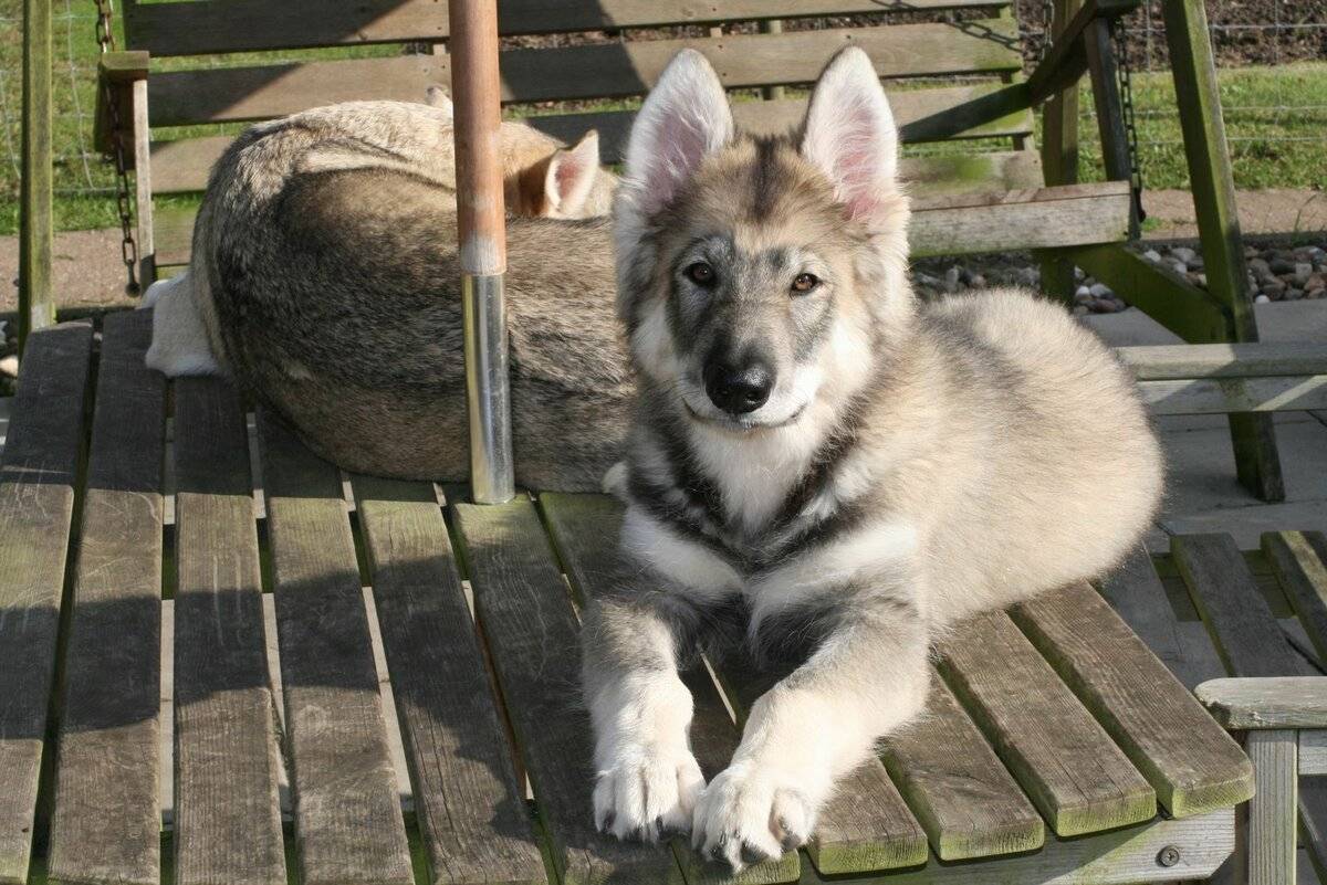 Северная инуитская собака: стандарт породы, внешность инуитов, содержание, здоровье, фото